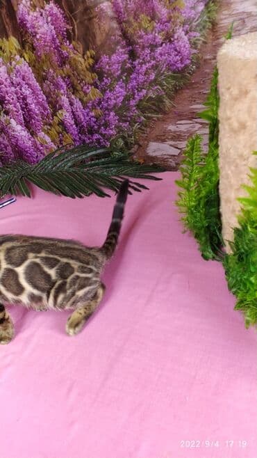 бенгальский леопардовый кот: Красивейшие Бенгальские котята с огромными розетками. Проф питомник — 15