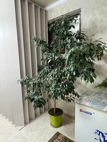 фикус пальма: Фикус бенджамина
2.10 метров — 2