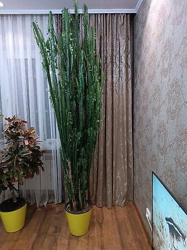 Дом и сад: Эуфорбия кадуцея (Euphorbia trigona, «кактус‑кафедральный»), Малочай — 2