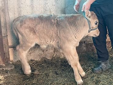 стельный корова: Продаю | Музоо, торпок | Полукровка | На откорм | Племенные — 3