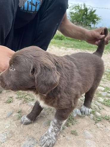 Продажа собак: Курцхаар, 1 месяц, Самка, С прививкой — 1
