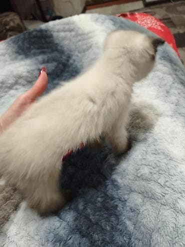 Животные: Котята, 2 мальчика Ласковые, умные, игровые, к лотку приучиные. Отдам — 2