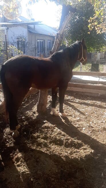 Аквариумы: Продаю | Жеребец | Для разведения | Племенные — 4