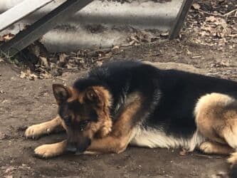 туретский кангал: Овчарка, 3 жаш, Эркек, Эмделген — 6