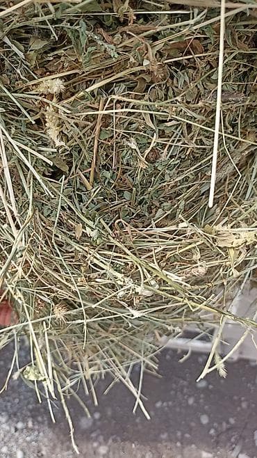 баа: Клевер аралаш чоп доставка есть — 2