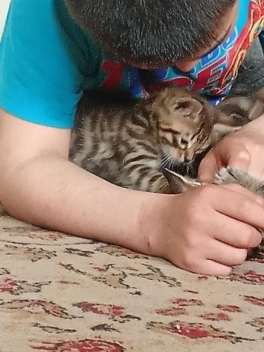 бенгальская кошка цена бишкек: Бенгальская, 2 месяца, Мальчик, Проглистована — 3