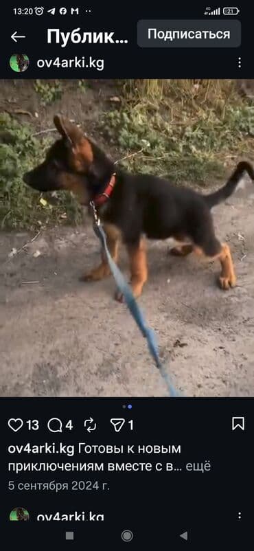 Ит кууту: Немецкая овчарка, классический черно-рыжий окрас, прямохвостая, с — 3