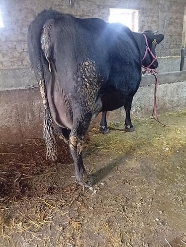 телки быки: Продаю | Корова (самка) | Для молока | Привязанные — 2