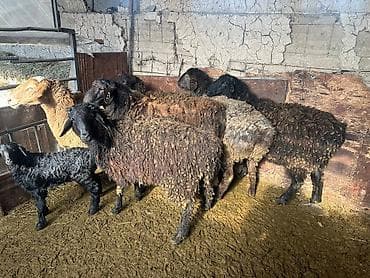 гуси кант: Продаю | Овца (самка), Ягненок, Баран (самец) | На забой | Осеменитель — 3