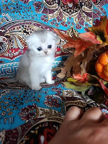 Кошки: Шотландский котёнок,скотишь фолд,в серебренном окрасе. Готов к — 4
