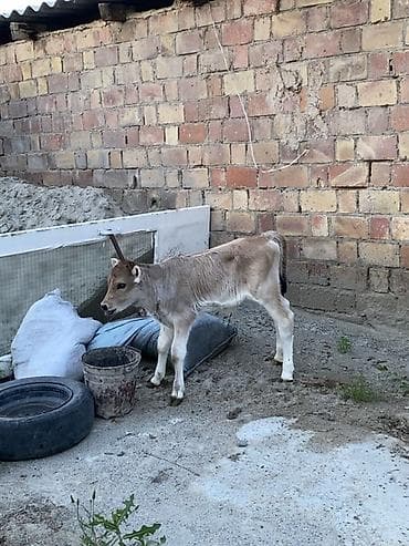 сухое молоко для телят: Продаю | Корова (самка) | Для молока | Привязанные — 8