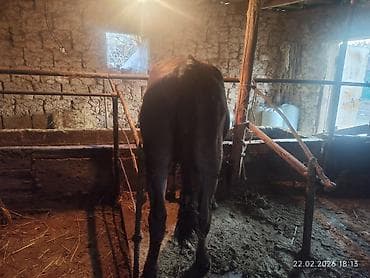 коровы карабалта: Продаю | Корова (самка) | Для молока — 2