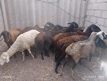 коротколапая кошка: Продаю | Овца (самка) | На забой | Ярка — 1
