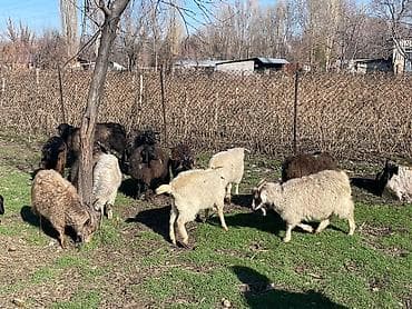 Продам с/х животных: Продаю | Коза (самка), Козлёнок | Полукровка | На забой, Для разведения, Для молока | Племенные, Котные — 3