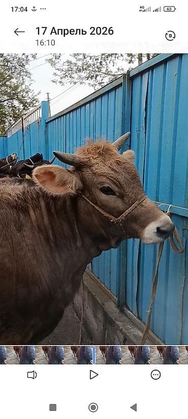 Продаю | Бык (самец) | На откорм | Привязанные