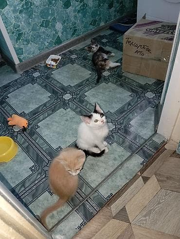 черные кошки: Котята, помёт домашний. - Возраст: примерно 2–3 месяца. - Окрас: - — 3