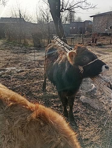 Ветеринар кызматы: Сатам | Музоо | Бордоп семиртүү үчүн | Байланган — 2