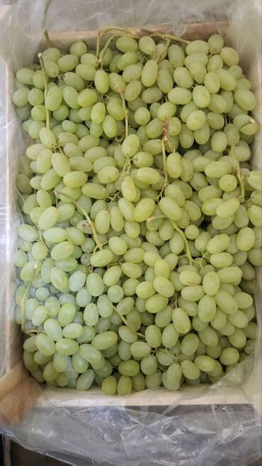 клубника кочоттору: Виноград Оптом, Самовывоз — 1
