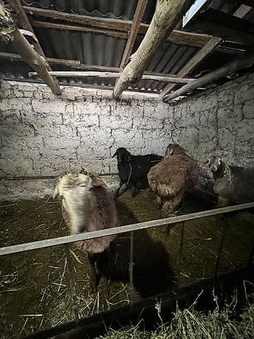 каракол ит: Козулар сатылат — 3