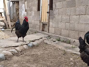 каракол животное: Сатам | Инкубацияланган жумурткалар | Дакан | Көбөйтүү үчүн — 4