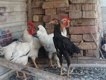 бролерные куры: Продаю | Петух | Бойцовая | Для разведения — 5