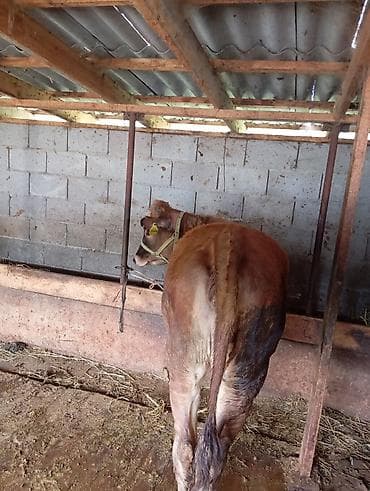 коровы симентал: Продаю | Тёлка | Для разведения | Нетель — 4