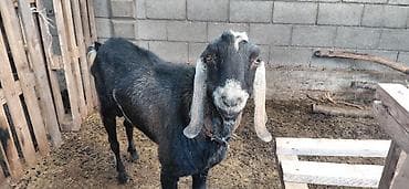 продаю кой: Продаю | Козёл (самец) | Нубийская | Для разведения | Племенные — 2