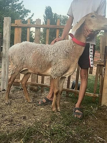 Продам с/х животных: Продаю | Овца (самка) | Арашан | Для разведения | Матка — 5