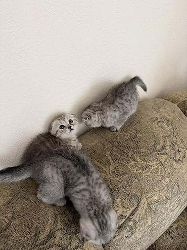 пародистые кошки: Шотландские вислоухие котята 2 девочки 1 мальчик ) Полтора месяца — 4