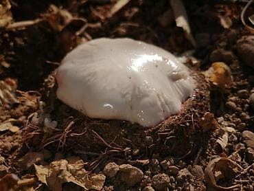 саженцы тополя: 🌱 Продаётся саженец ферула (чайр) двухлетний — первый сорт ✅ Крепкий — 5