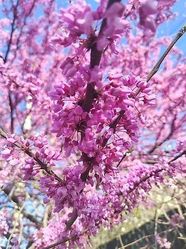 семейные: Снимем комнату в Октябрьском районе, мать и сын.Порядок и чистоту — 1