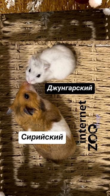 Другие животные: Продаются хомячки джунгарские, сирийские, ангорские пушистые хомячки — 10