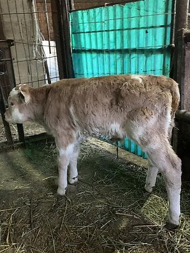 кой соебуз: Продаю | Бык (самец) | Симментальская | На откорм, Для разведения | Искусственник — 2