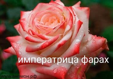 купить семена цветов в бишкеке: Саженцы цветка: Розы — 5