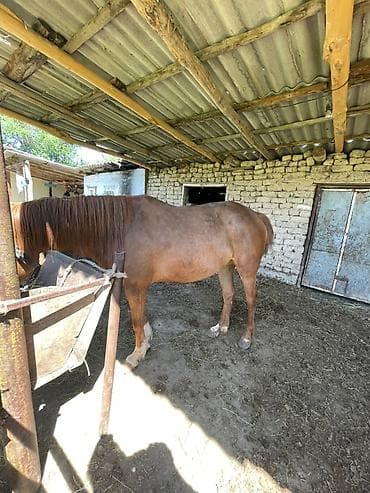 сколько стоит лабубу в кыргызстане: Продаю | Кобыла (самка) | Рабочий — 2