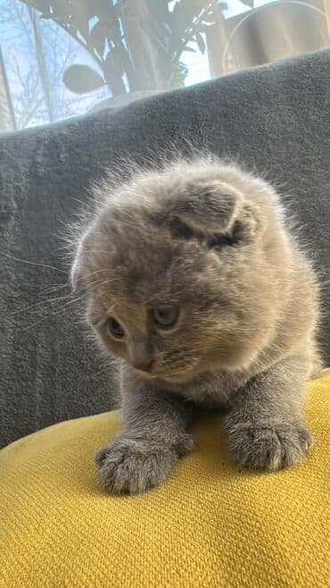 дойный коров: Продаются малыши- британской породы !вислоухие и страйты ! мама с — 5