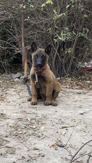 щенки ротвейлера бишкек: В продаже: щенок бельгийской овчарки (малинуа). Описание: - Два — 6