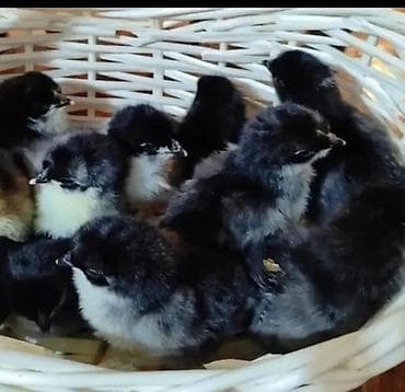 цветные опилки: Продаю | Цыплята — 1