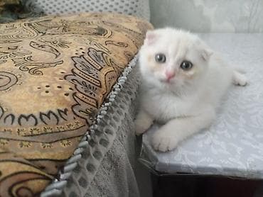 кошка талас: Британская короткошёрстная, 3 месяца, Мальчик — 1