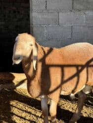 продажа щенков немецкой овчарки с документами в бишкеке: Сатам | Козу, Кочкор (эркек) | Арашан | Көбөйтүү үчүн | Асыл тукумдуу, Жасалма жол менен боозутуу — 4