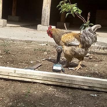 куры живые: Продаю | Куры | Домашняя | Несушки — 2