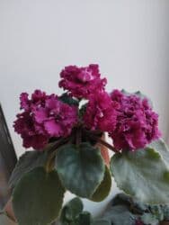 искусственные цветы бишкек инстаграм: Продаю фиалки есть детки — 2
