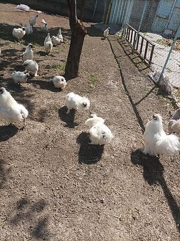 Сатам | Тооктор | Союуга, Көбөйтүү үчүн — 4