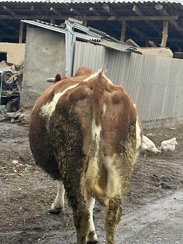 Услуги ветеринара: Продаю | Корова (самка) | Для молока — 5