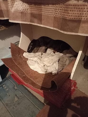 западно сибирская лайка: Собака даром: Лайка, 2 месяца, Самка — 4