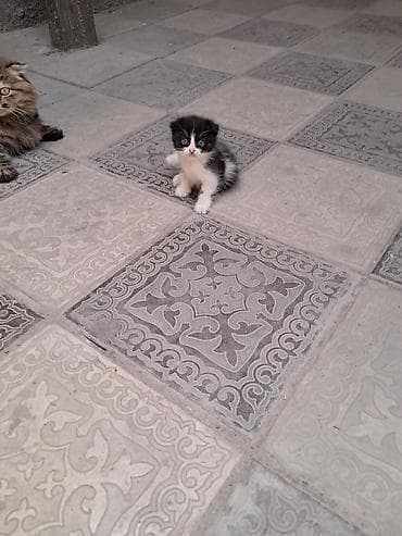 манчкин котенок: Котёнок чёрно-белого окраса с полудлинной шерстью. Большие — 1
