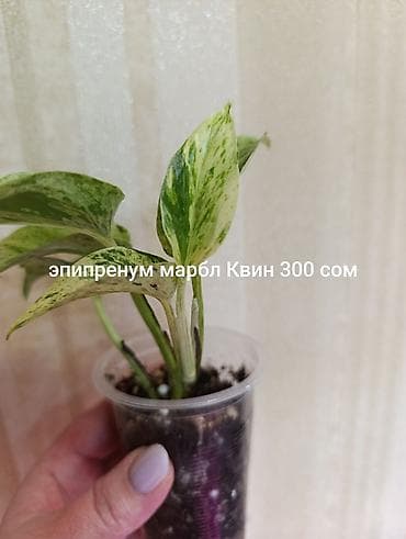 цветы комнатные в бишкеке: Эпипремнум Marble Queen - Вариетет с мраморной пестролистностью — 2