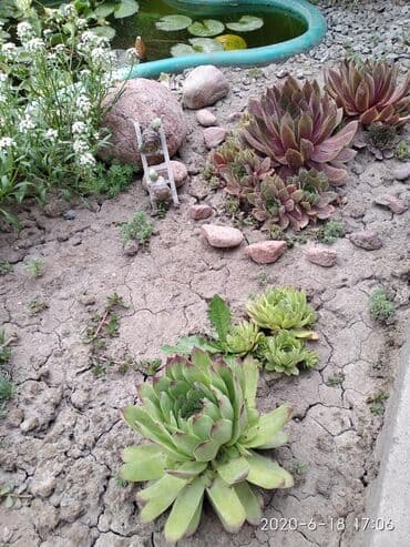 агроволокно рулон цена бишкек: Көчөттөр гүлдүн: Өзү алып кетүү — 3