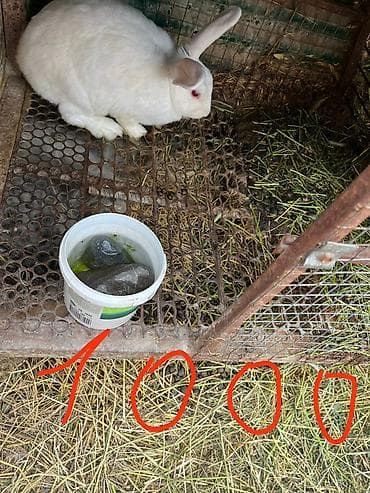 ош животные: Продаю | Крольчиха (самка), Кролик самец | Для разведения — 4