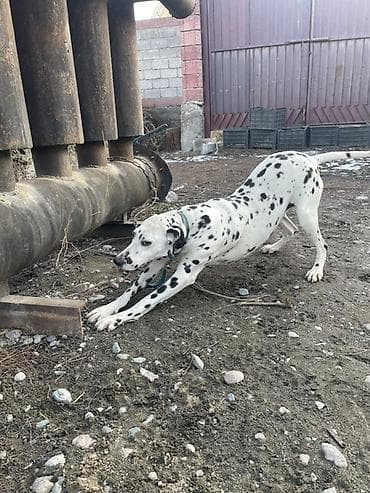 Иттер сатылат: Ит бекер берилет: Далматин, 1 жаш, Ургаачы — 1